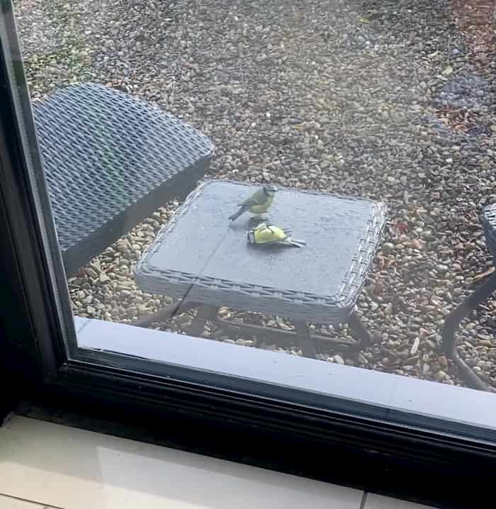bird-reviving-another-bird