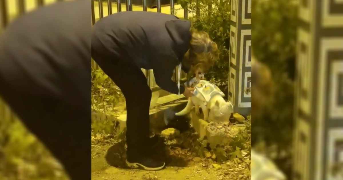 chinese-woman-makes-coat-for-cat