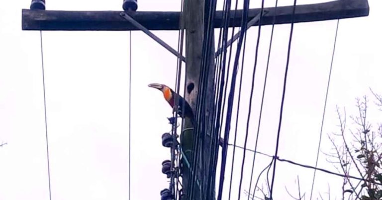 electrical-worker-saves-toucans
