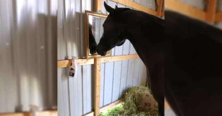 horse-looks-in-mirror-georgia