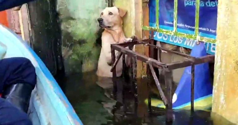 hurricane-eta-dog-rescue