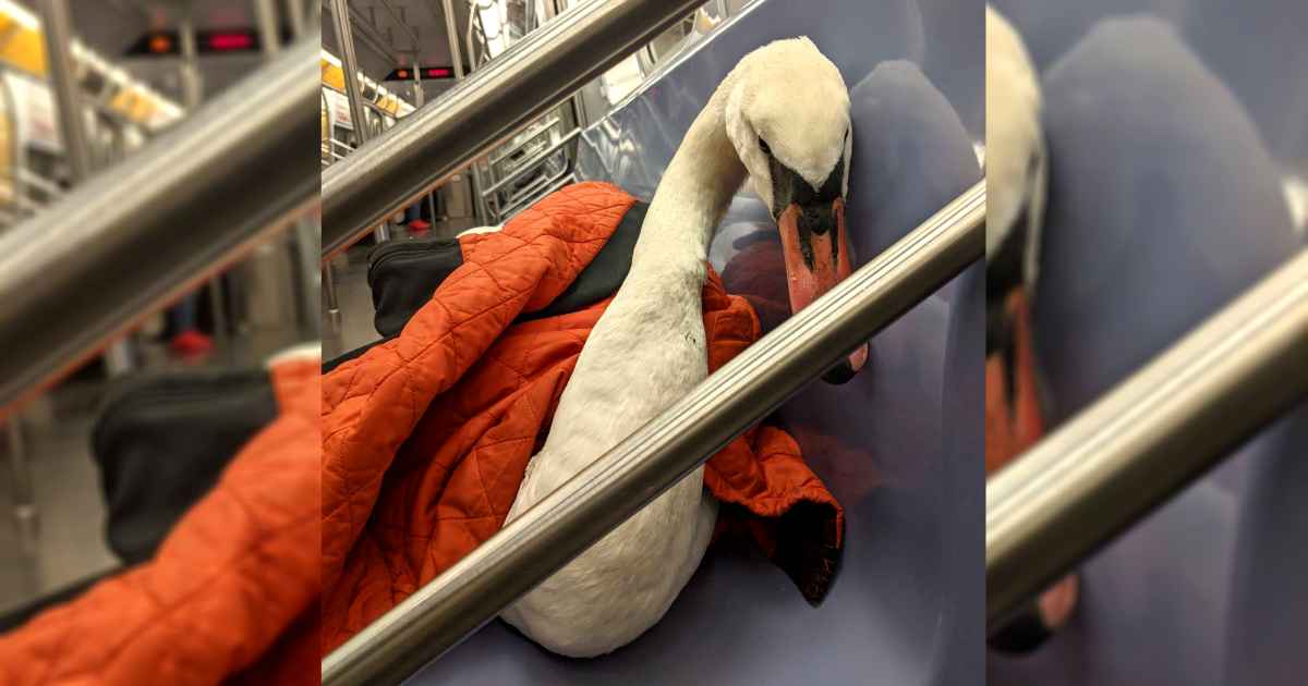 nyc-subway-swan-bae