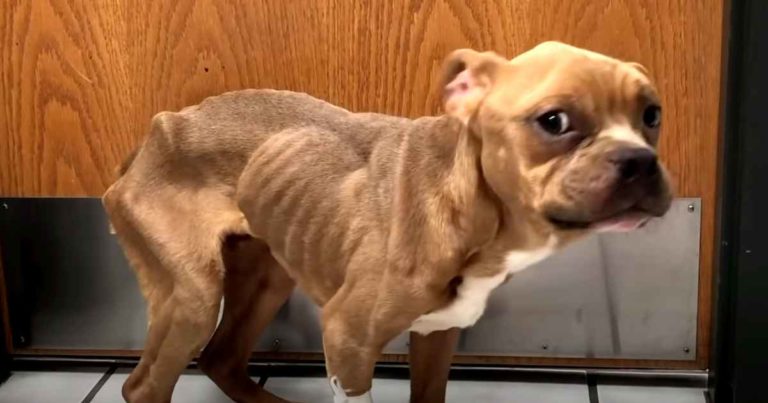 pit-bull-thrown-in-trash-bowie