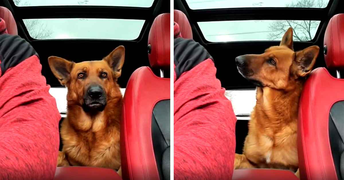 dog-listens-to-owner