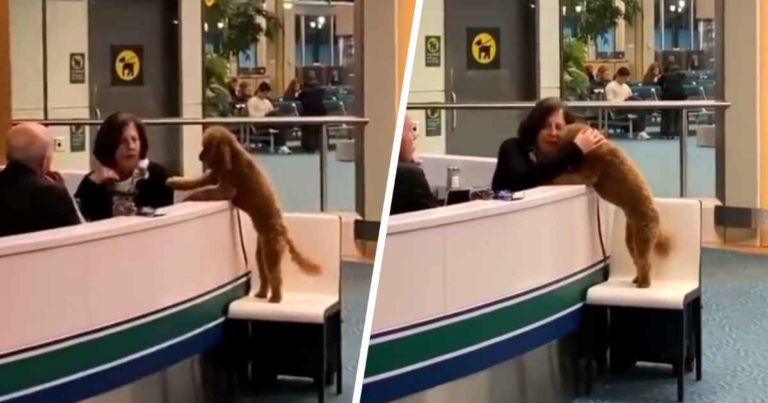 airport-dog-requests-pets
