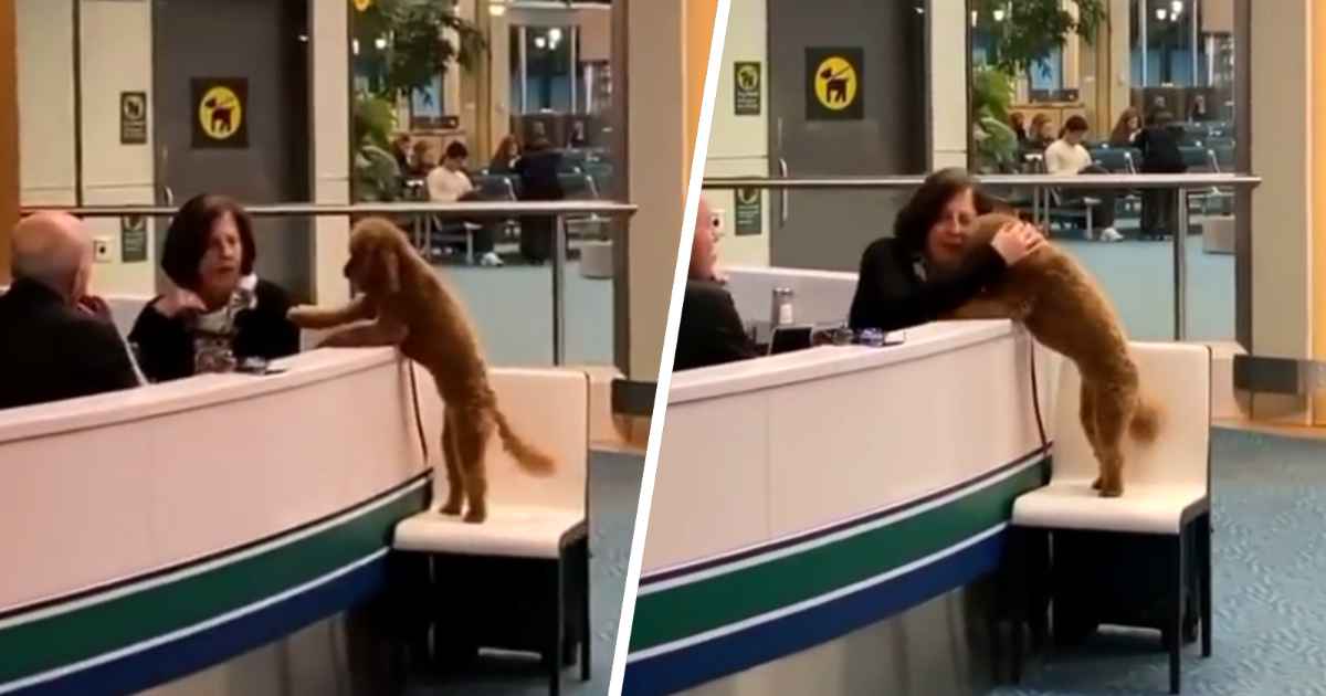 airport-dog-requests-pets