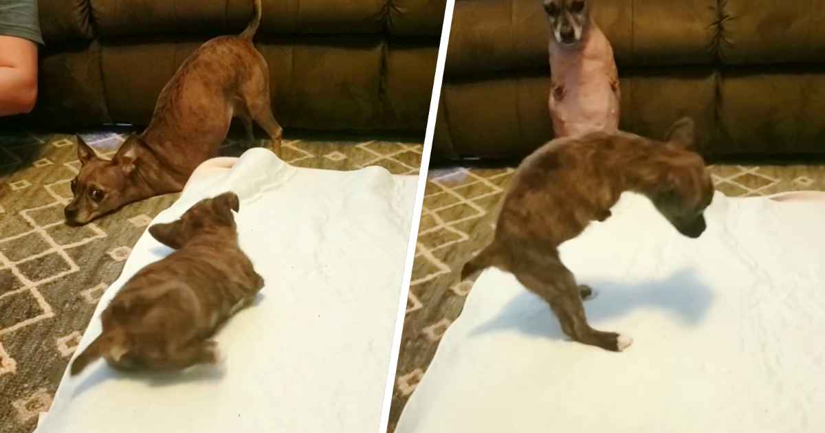 dog-teaches-puppy-to-walk