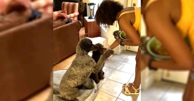 puppies-pray-before-meal