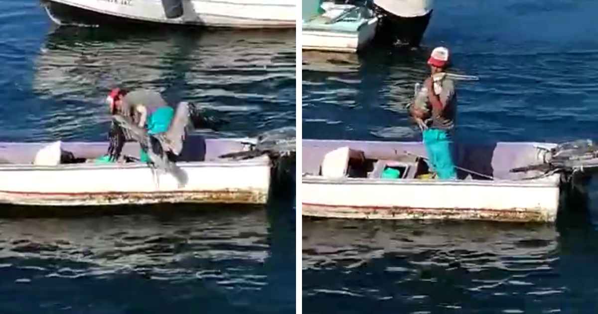 pelican-hugs-fisherman