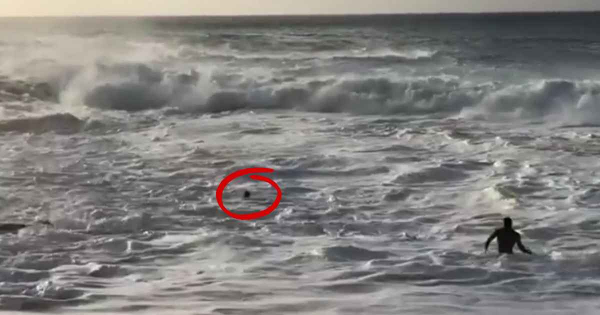 mikey-wright-rescue-video