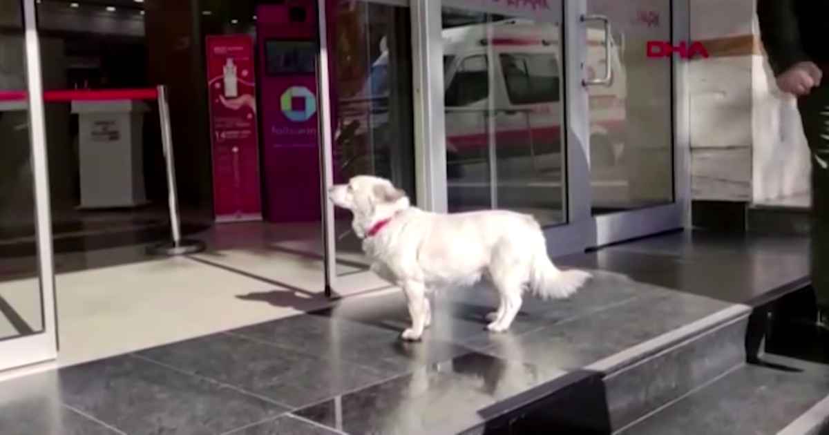 dog-waits-outside-hospital-turkey