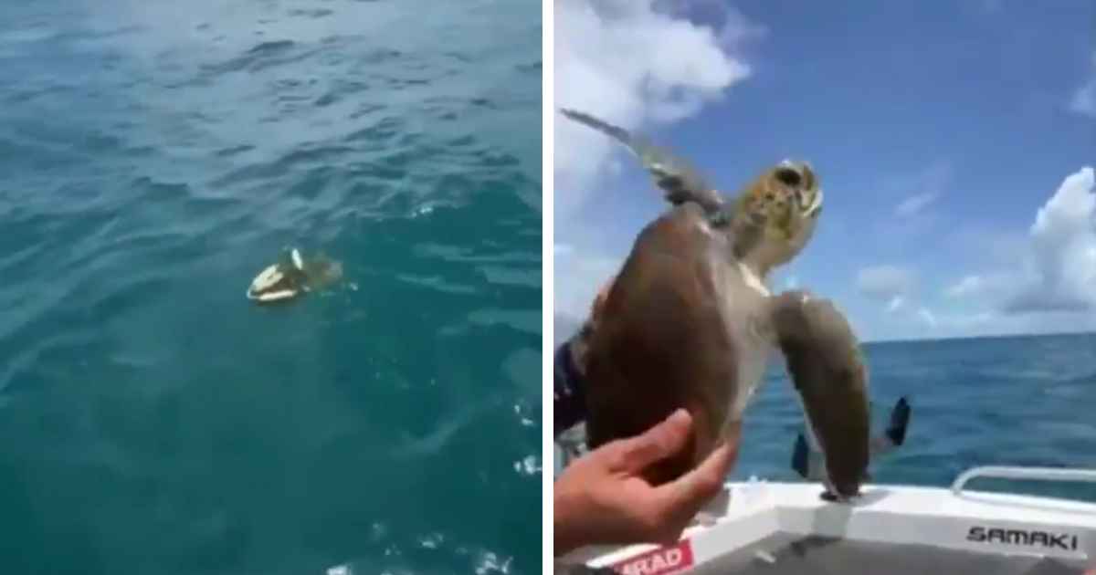 fishermen-save-turtle