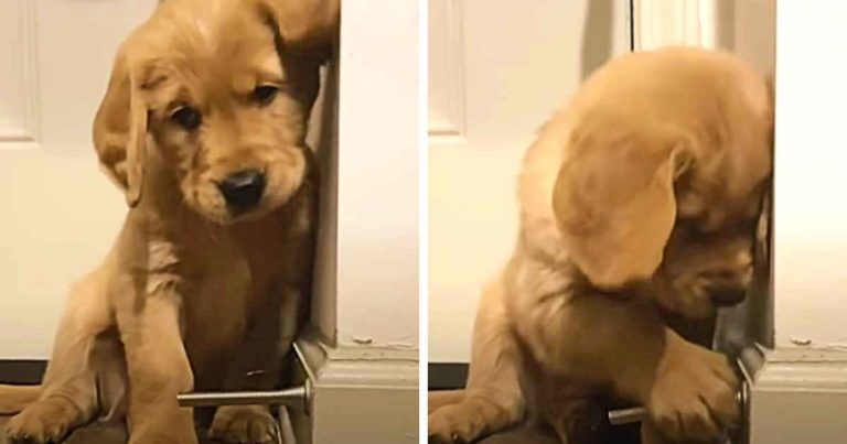 puppy-plays-with-door-stopper