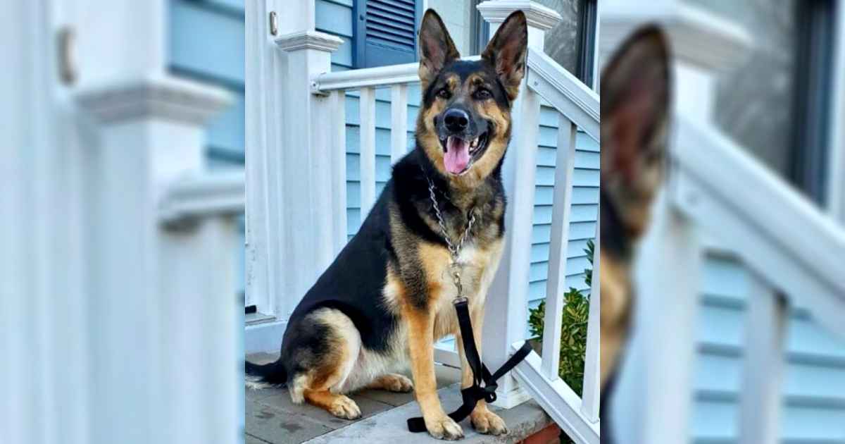 rescue-dog-saves-owner-after-stroke