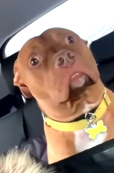 dogs-reaction-to-vet-visit