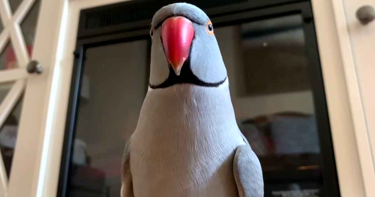 parrot-kisses-owner