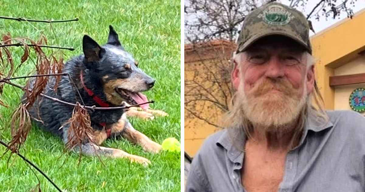 baby-dog-stayed-with-dead-owner