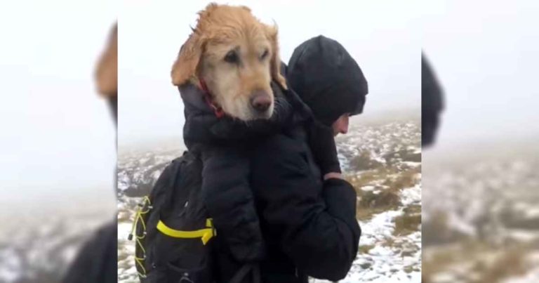 hikers-rescue-lost-dog