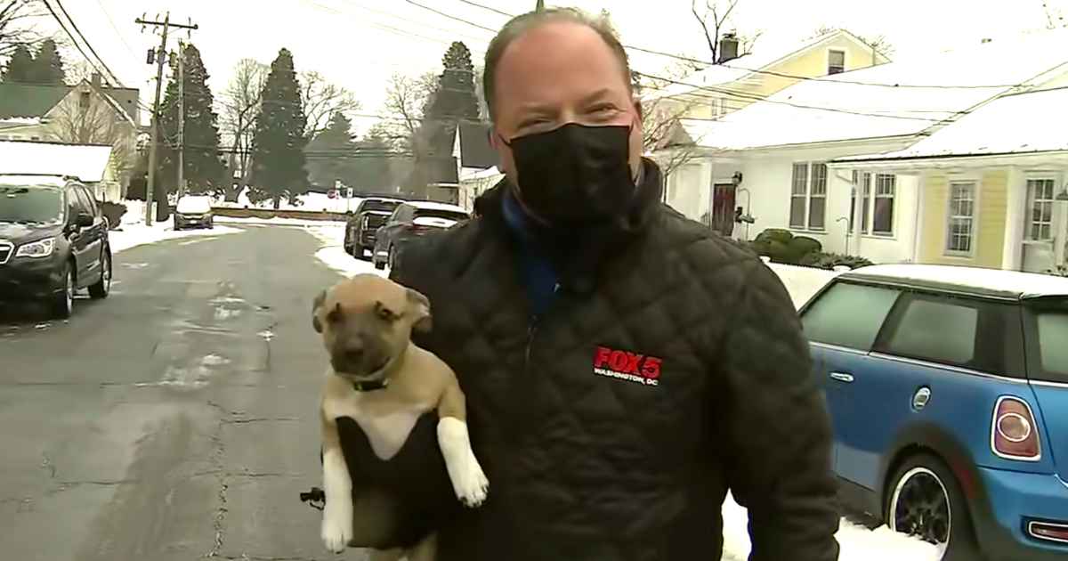 puppy-interrupts-newscast