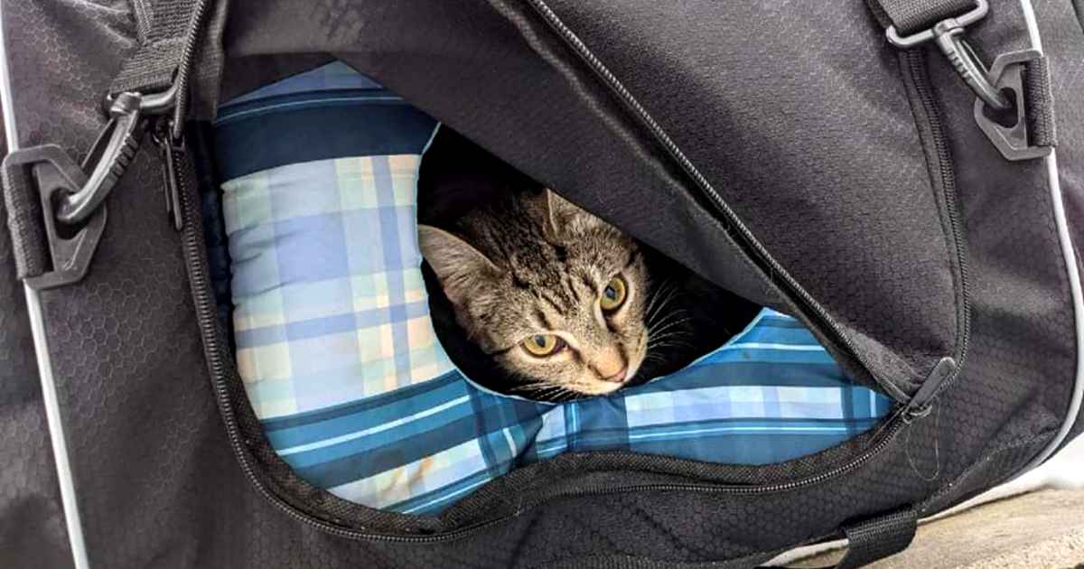 bomb-squad-finds-kittens