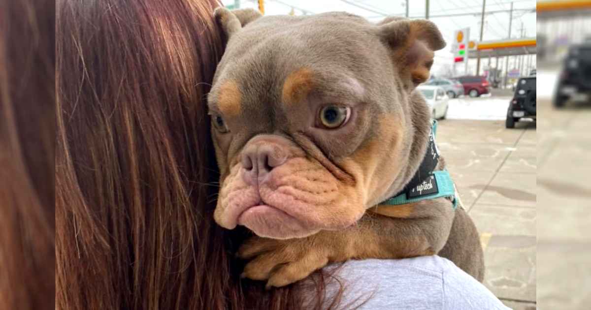 pitbull-with-spina-bifida-jack