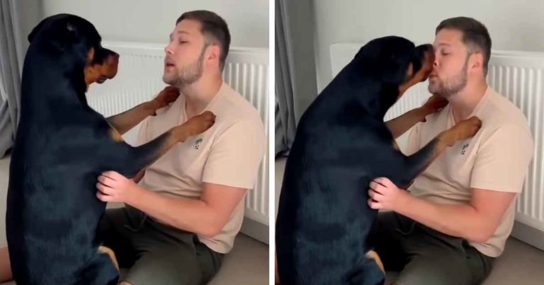 rottweiler-hugging-owner