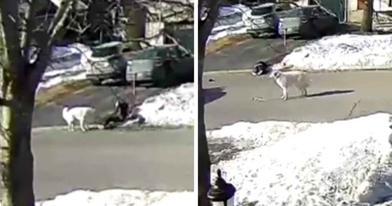 dog-stops-traffic-to-save-owner