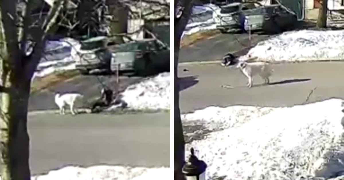 dog-stops-traffic-to-save-owner