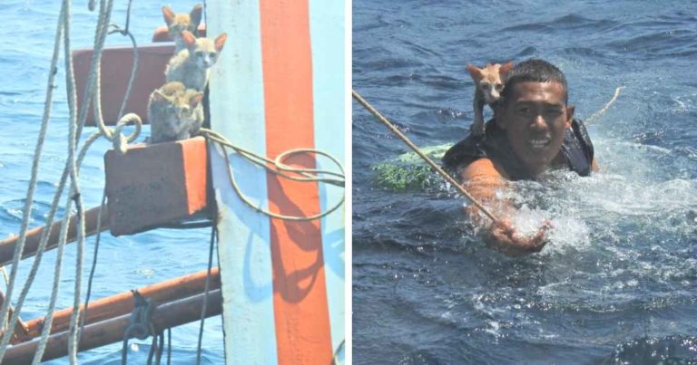 thai-sailors-rescue-cats