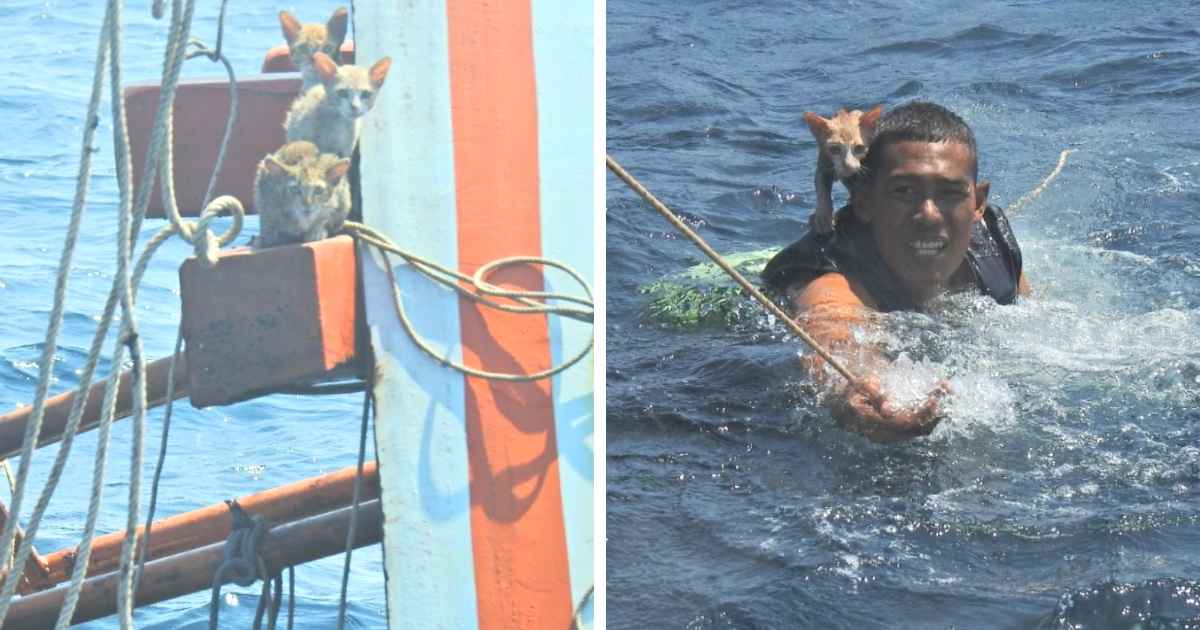 thai-sailors-rescue-cats