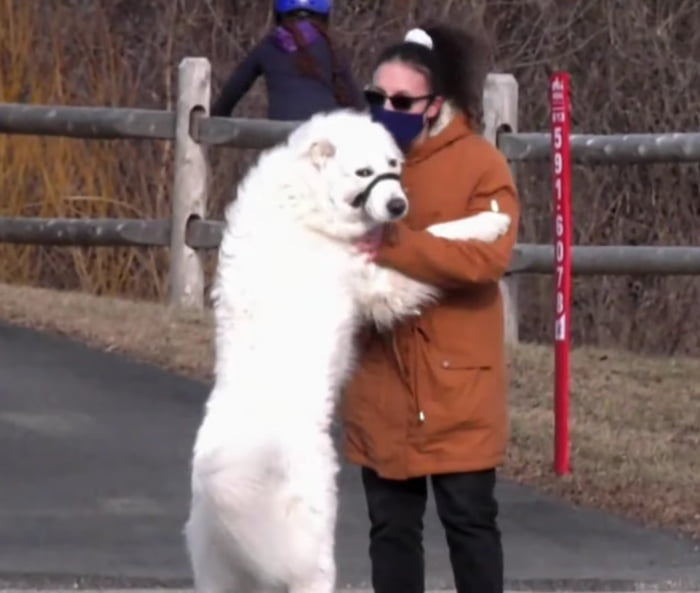 dog-stops-traffic-to-save-owner-having-stroke