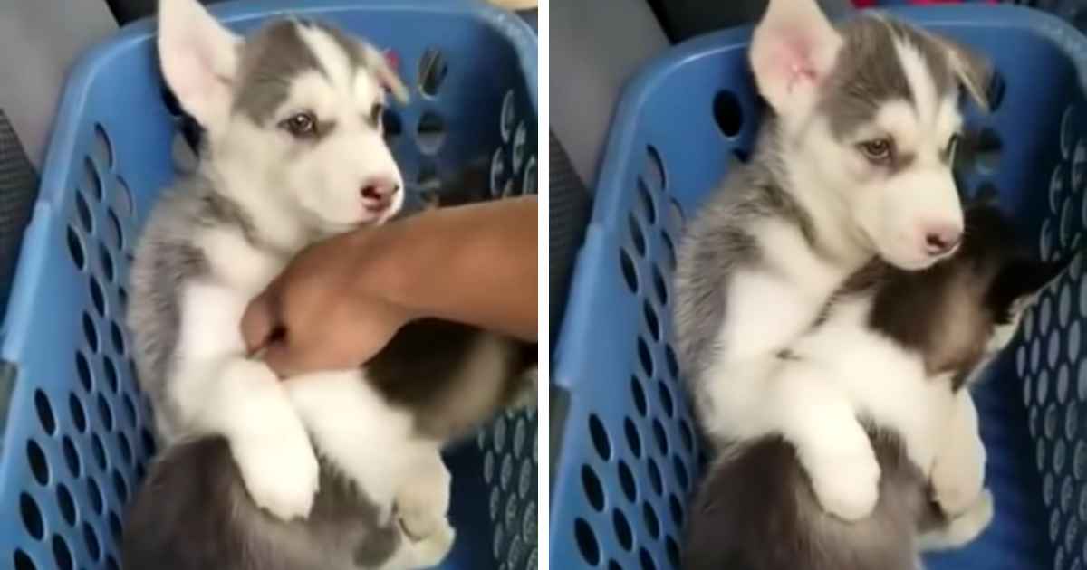 dog-hugs-sibling