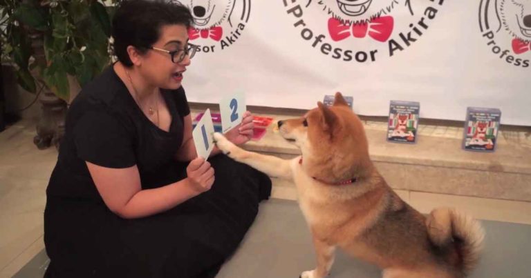 dog-does-math