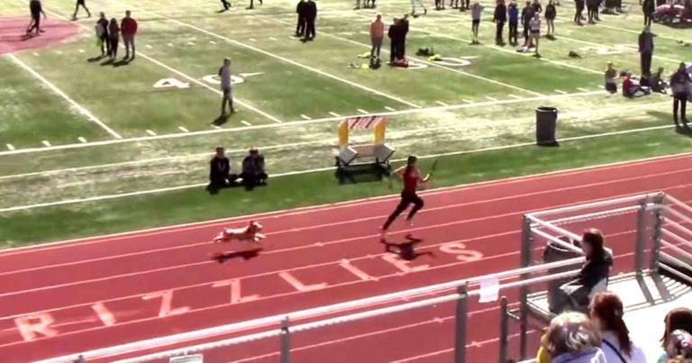 dog-runs-track