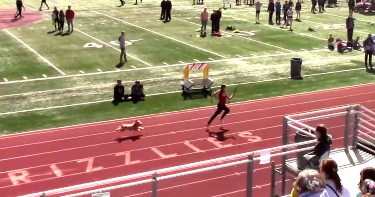 dog-runs-track