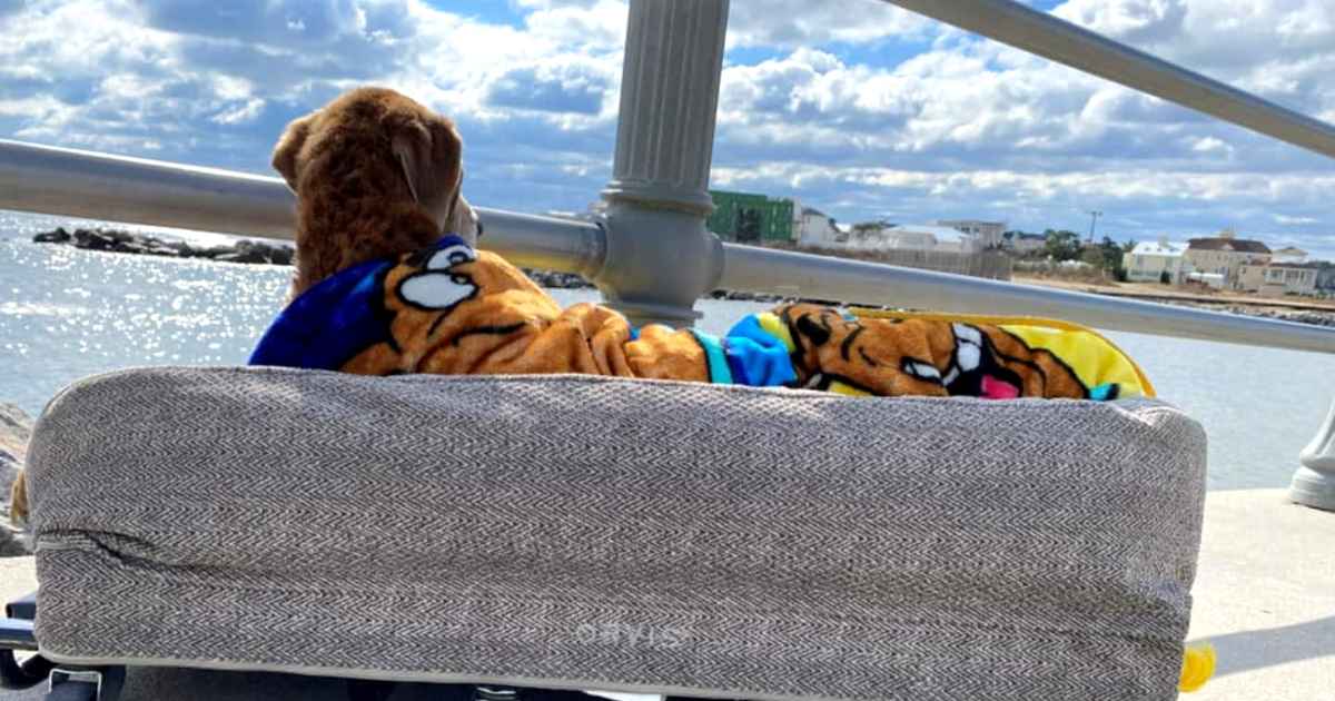 dog-cocoa-beach