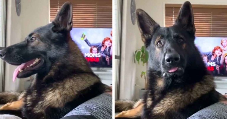 retired-k9-cocaine