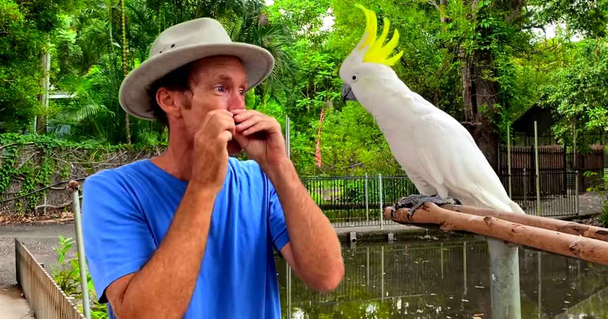 cockatoo-beatboxing
