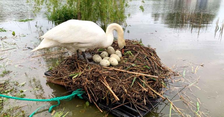 swan-raft-rob-adamson