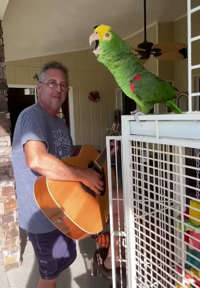 singing-parrot-tico-2