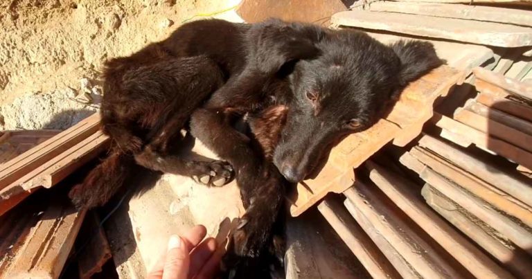 starving-dog-rescued