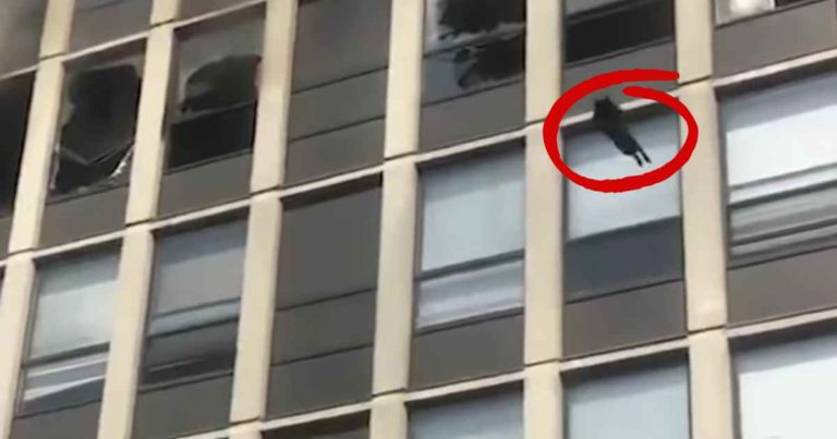 cat-jumps-off-building