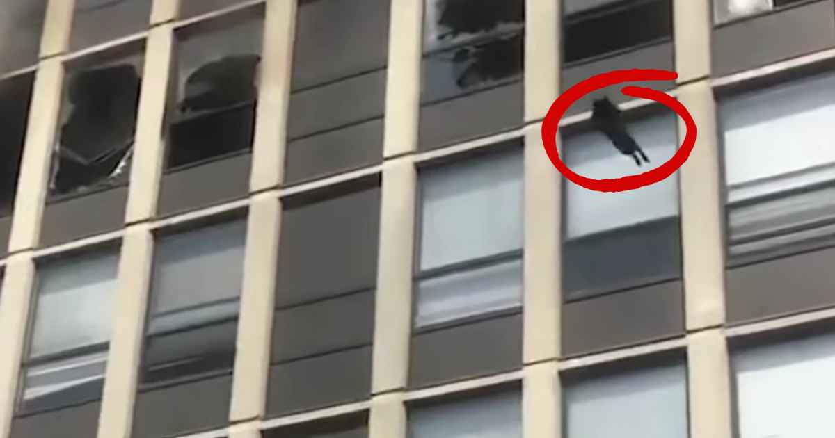 cat-jumps-off-building