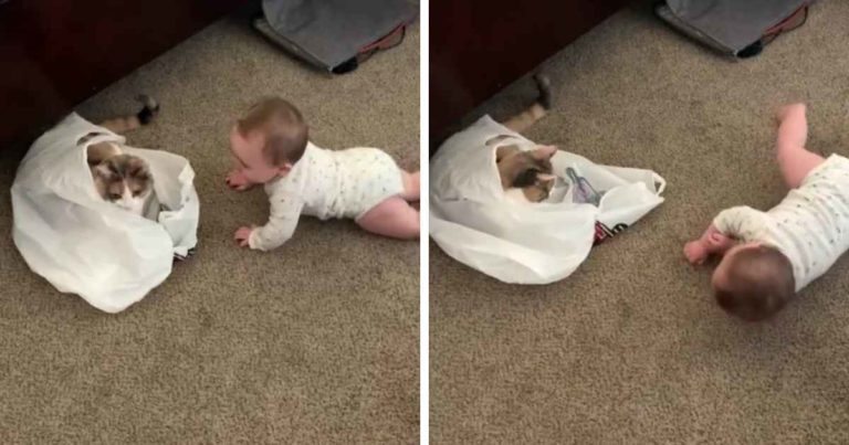 baby-laughs-at-cat