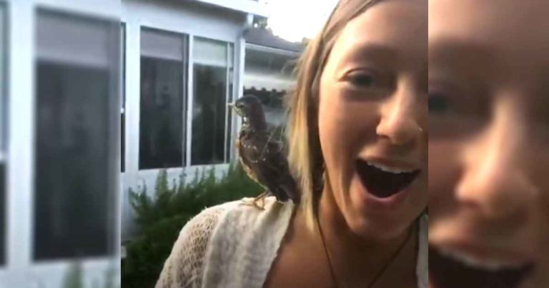 rescued-baby-robin