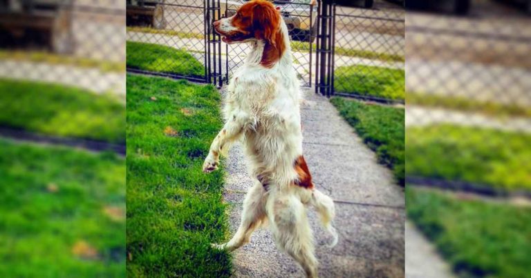 dexter-ouray-walking-dog