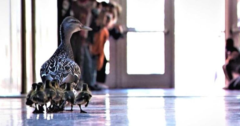 Minnesota elementary school ducklings