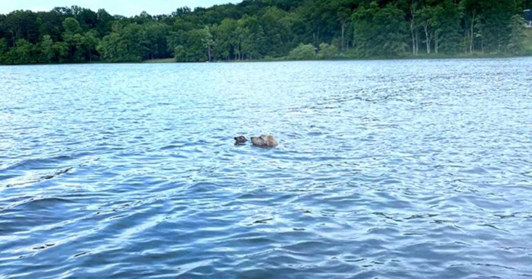 dog-rescues-fawn