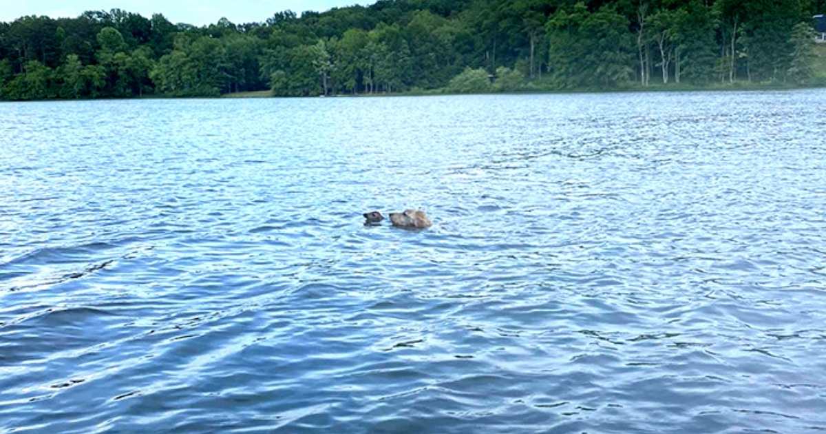 dog-rescues-fawn