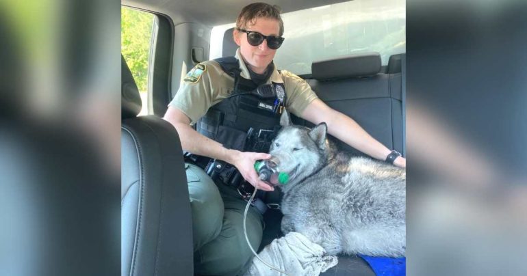 firefighter carries husky